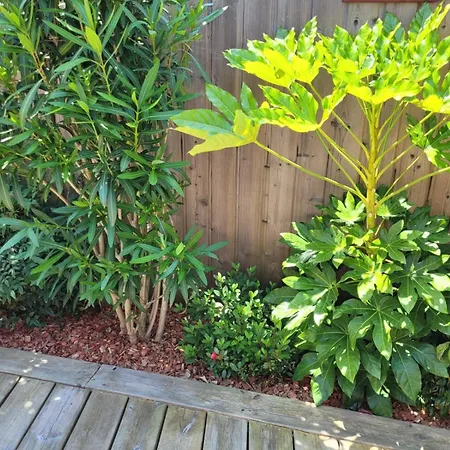 Cocon Entre Presqu'ile Du Cap Ferret Et Plages Oceanes - Terrasse - 1 Velo Gratuit *