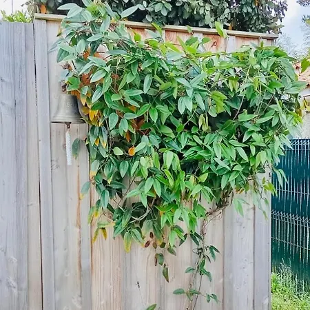 Cocon Entre Presqu'ile Du Cap Ferret Et Plages Oceanes - Terrasse - 1 Velo Gratuit